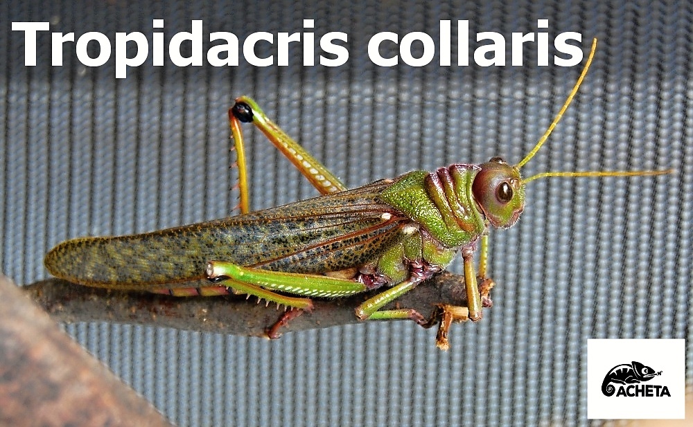 Tropidacris collaris